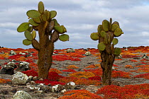 Giant prickly pear cactus (Opuntia echios var. gigantea) amongst carpetweed, Plazas Island, Galapagos