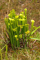 Yellow / Pale pitcher plant / trumpet (Sarracenia alata) Angelina National Forest, Texas, USa, April