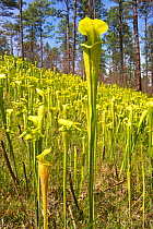 Yellow / Pale pitcher plant / trumpet (Sarracenia alata) growing in bog, Louisiana, USA, April