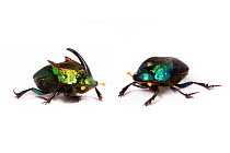 Rainbow scarab beetles (Phanaeus difformis) male (on left) and female, Texas, USA