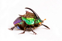 Rainbow scarab beetle (Phanaeus difformis) male, Texas, USA