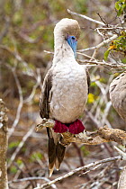 Red-footed booby (Sula sula) perched, preening, Genovesa Island, Galapagos