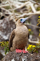 Red-footed booby (Sula sula) brown morph, perched on rock, Genovesa Island, Galapagos