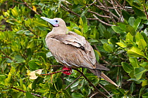 Red-footed booby (Sula sula) brown morph, perched in tree, Genovesa Island, Galapagos