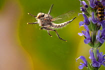 Robber fly (Efferia prob. snowi) female in flight, Wild Basin Preserve, Texas, USA, April