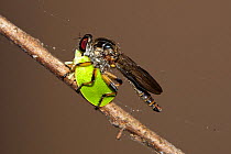 Robber fly (Ommatius sp.) feeding on Acanaloniid planthopper, Neches River, Texas, USA, June