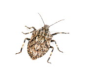 Rough stinkbug (Brochymena sp) Texas, USA