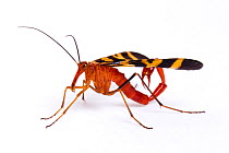 Scorpionfly (Panorpa nuptialis) male, Texas, USA