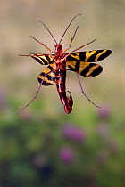 Common scorpionfly (Panorpa nuptialis) male in flight, Texas, USA, November