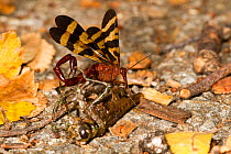 Common scorpionfly (Panorpa nuptialis) male feeding on dead grasshopper, Texas, USA, November