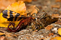 Common scorpionfly (Panorpa nuptialis) male feeding on dead grasshopper, Texas, USA, November