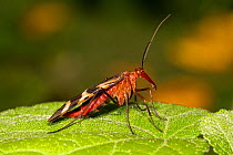Common scorpionfly (Panorpa nuptialis) female on leaf, Texas, USA, November