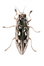 Sculptured Pine Borer beetle (Chalcophora virginiensis) Texas, USA