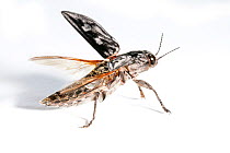 Sculptured Pine Borer beetle (Chalcophora virginiensis) with wings open, Texas, USA