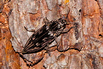 Sculptured Pine Borer beetle (Chalcophora virginiensis) on pine bark, Angelina National Forest, Texas, USA, April