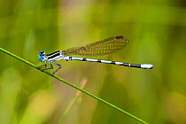 Seepage dancer damselfly (Argia bipunctulata) male at rest, Angelina National Forest, Texas, USA, June