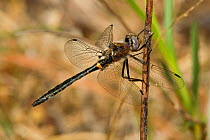 Selys' Sundragon dragonfly (Helocordulia selysii) male at rest, Boykin Springs Recreation Area, Texas, USA, March