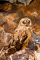 Short-eared owl (Asio flammeus galapagoensis) Genovesa Island, Galapagos