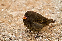Small ground finch (Geospiza fuliginosa) female, Genovesa Island, Galapagos