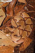 Southern Copperhead snake (Agkistrodon contortrix) camouflaged on leaves on forest floor, Angelina National Forest, Texas, USA, March