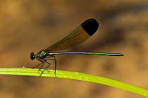 Sparkling Jewelwing damelfly (Calopteryx dimidiata) male at rest, Texas, USA, April