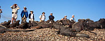 Tourists watching large colony of Marine Iguanas (Amblyrhynchus cristatus) Punta Espinosa on Fernandina Island, Galapagos, August 2010