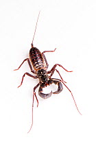 Vinegaroon / Tail whip scorpion (Mastigoproctus giganteus) Arizona, USA