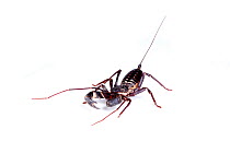 Vinegaroon / Tail whip scorpion (Mastigoproctus giganteus) Arizona, USA
