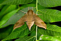 Virginia Creeper sphinx moth (Darapsa myron) Texas, USA