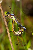 Yellow-sided skimmer dragonflies (Libellula flavida) mating pair, Angelina National Forest, Texas, USA, April