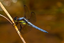 Yellow-sided skimmer dragonflies (Libellula flavida) mature male, Angelina National Forest, Texas, USA, April