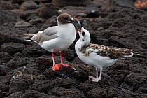 Swallow-tailed Gull (Creagrus furcatus) chick begging from parent, Plazas Island, Galapagos