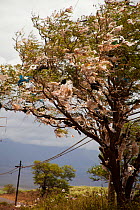 A tree filled with plastic bags, down-wind from a landfill site on the island of Maui, Hawaii. A state-wide ban on plastic bags went into effect in January 2011.