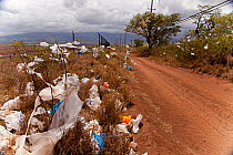 Scrub and trees filled with plastic bags, down-wind from a landfill site on the island of Maui, Hawaii. A state-wide ban on plastic bags went into effect in January 2011.