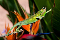 A male Jackson's Chameleon (Chamaeleo jacksonii) reaching for a twig; native to eastern Africa. Maui, Hawaii, June.
