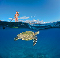 Green Sea Turtle (Chelonia mydas) below surf instructor Tara Angioletti on a stand-up paddle board off Canoe Bearch, Maui, Hawaii. Model released.