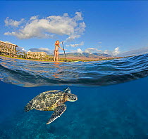 Green Sea Turtle (Chelonia mydas) below surf instructor Tara Angioletti on a stand-up paddle board off Canoe Bearch, Maui, Hawaii. Model released.