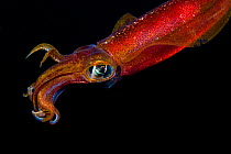 Male Oval / Big Fin Reef Squid Squid (Sepioteuthis lessoniana) against dark background. Hawaii.