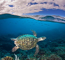 Hawksbill Turtle (Eretmochelys imbricata) and a shoal of fish near sea surface. Tubbataha Reef, Philippines.