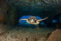 Green Sea Turtle (Chelonia mydas) swimming through tunnel created by huge concrete slabs from the collapsed Mala Wharf. Lahaina, Maui, Hawaii.