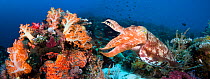 Reef scene with a Broadclub Cuttlefish (Sepia latimanus) Komodo, Indonesia. Two images were digitally stitched together to create this panorama.