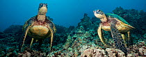 Two Green Sea Turtles (Chelonia mydas) on a reef. Hawaii. Two images were digitally joined to make this panorama.