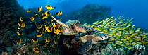 A pair of Green Sea Turtles (Chelonia mydas) swimming through a school of Raccoon Butterflyfish (Chaetodon lunula) and Bluestripe Snapper (Lutjanus kasmira). Hawaii. Three images were digitally combin...