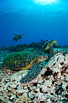 Several Green Sea Turtles (Chelonia mydas) gather at a cleaning station on reef where small fish will remove parasites from their skin. West Maui, Hawaii.