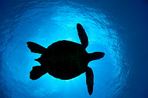 Silhouette of a Green Sea Turtle (Chelonia mydas) passes overhead. West Maui, Hawaii.