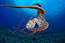 Day / Common Reef Octopus (Octopus cyanea) swimming. Hawaii.