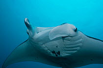 Manta Ray (Manta alfredi) with one cephalic fin curled and the other extended. M'il Channel, Yap, Micronesia.