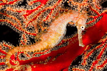 Thorny Seahorse (Hippocampus hixtrix) against red coral. Bantangas, Philippines. The background has been digitally inserted.