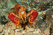 Hawaiian / Western Lobster (Enoplometopus occidentalis), endemic to the tropical Indo-Pacific. Hawaii.