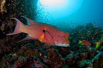 Reef scene with Mexican / Streamer Hogfish (Bodianus diplotaenia) in adult male phase and schooling Cardinalfish (Apogon pacifici). Gordon Rocks, Galapagos Archipelago, Ecuador.